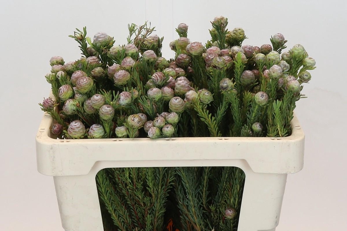 <h4>Cape Green Tortum</h4>