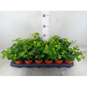 Hedera helix 'Wonder'