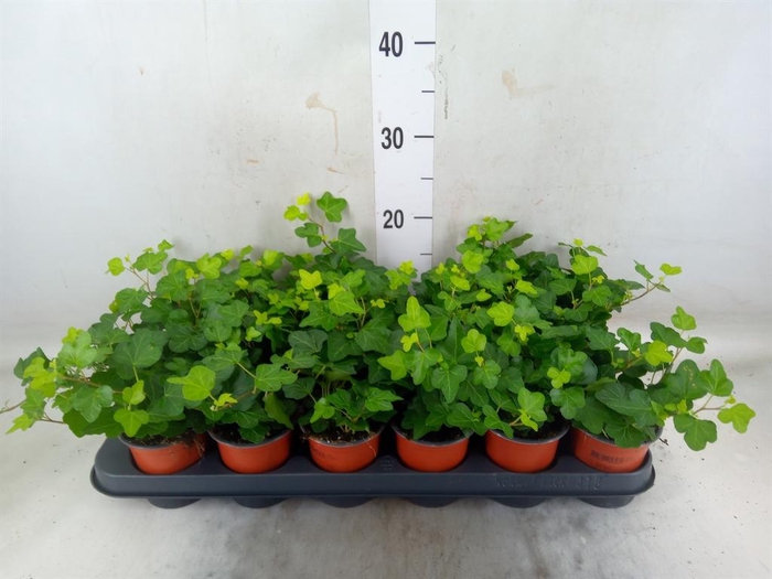 <h4>Hedera helix 'Wonder'</h4>