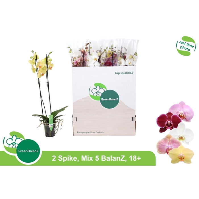 <h4>PHAL GEM 5 KL</h4>