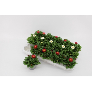 Bellis speed star gemengd