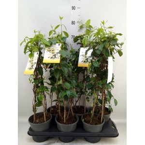 Trachelospermum jasm. 'Star Toscan'