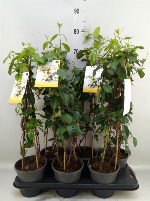 <h4>Trachelospermum jasm. 'Star Toscan'</h4>