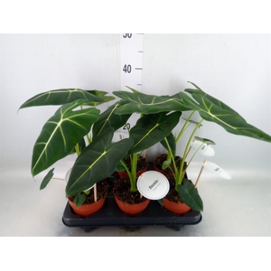 Alocasia   ...