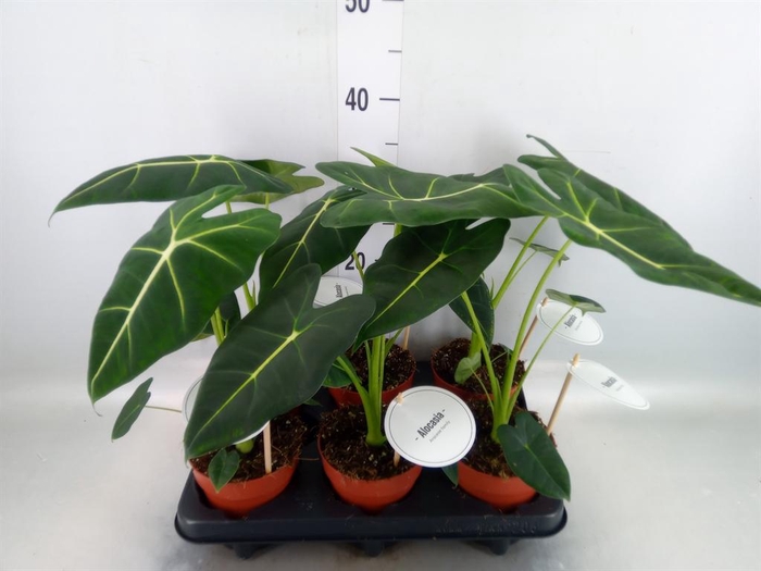 <h4>Alocasia ...</h4>