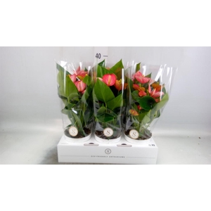 Anthurium andr. 'Livium  Brillante'