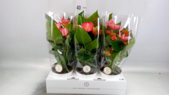 <h4>Anthurium andr. 'Livium  Brillante'</h4>