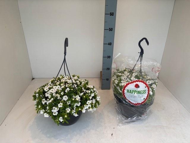 <h4>PERKPL MIXK</h4>