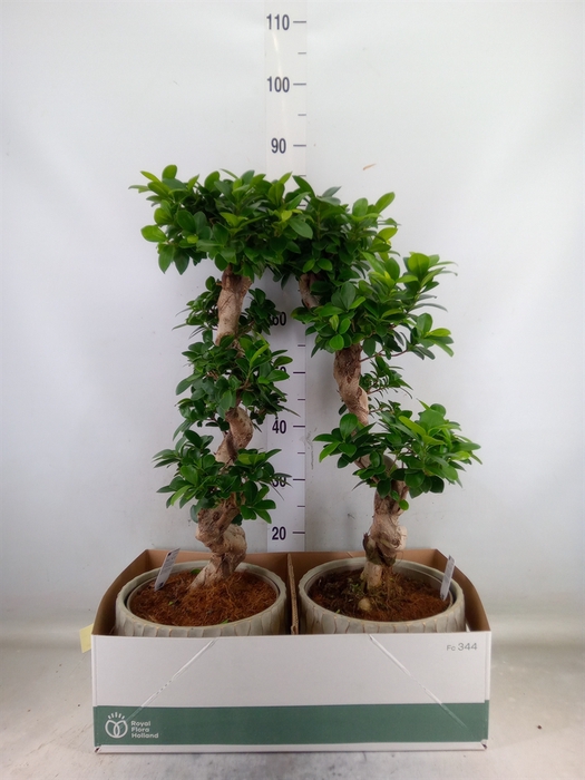 <h4>Ficus microcarpa 'Ginseng'</h4>