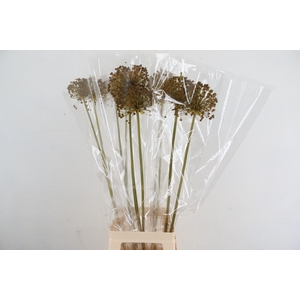 DF Allium Paint Yellow