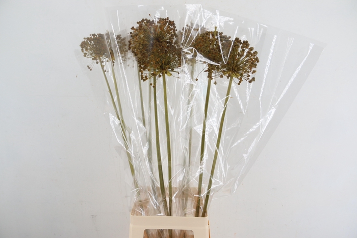 <h4>DF Allium Paint Yellow</h4>