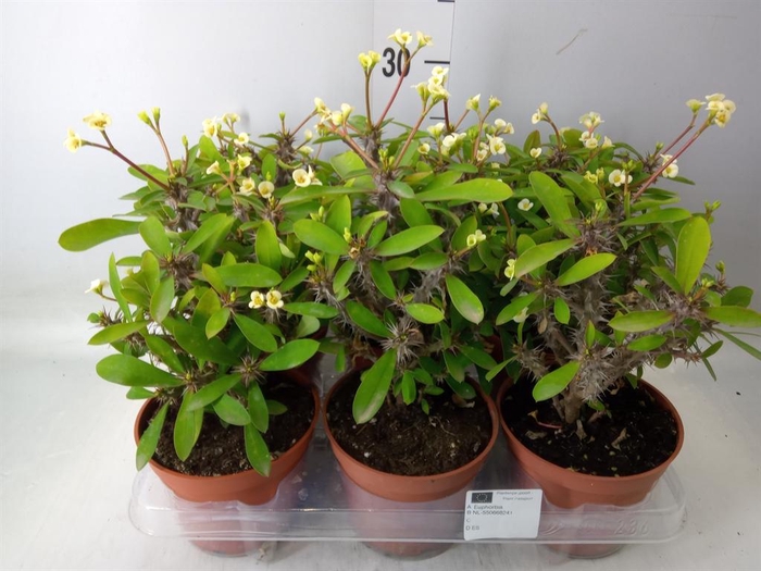 <h4>Euphorbia   ...</h4>