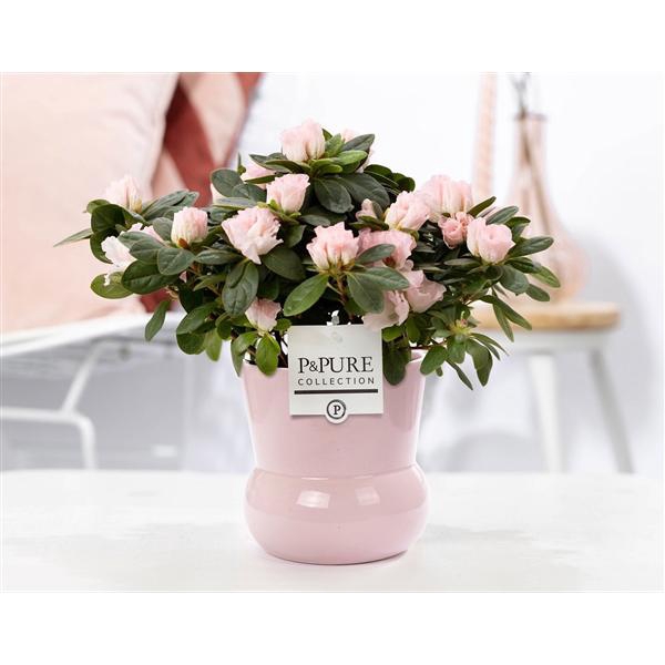 <h4>1st class Azalea pink in P&PURE Plant Vase Maxima pink</h4>