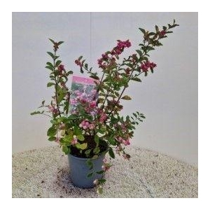 Symphoricarpos 'Magical Candy®'