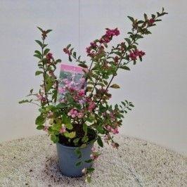 <h4>Symphoricarpos 'Magical Candy®'</h4>