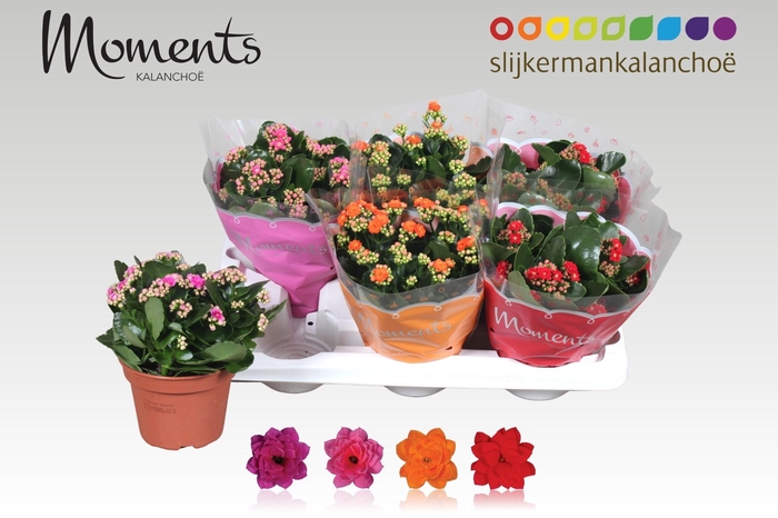 <h4>KAL GE GEM 4 KL</h4>