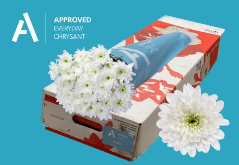 <h4>Chrysanthemum TR 'Baltica'</h4>
