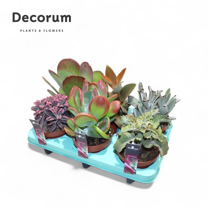 <h4>Kalanchoe Mix Decorum+Steker</h4>