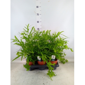 Pteris cretica 'Roeweri'