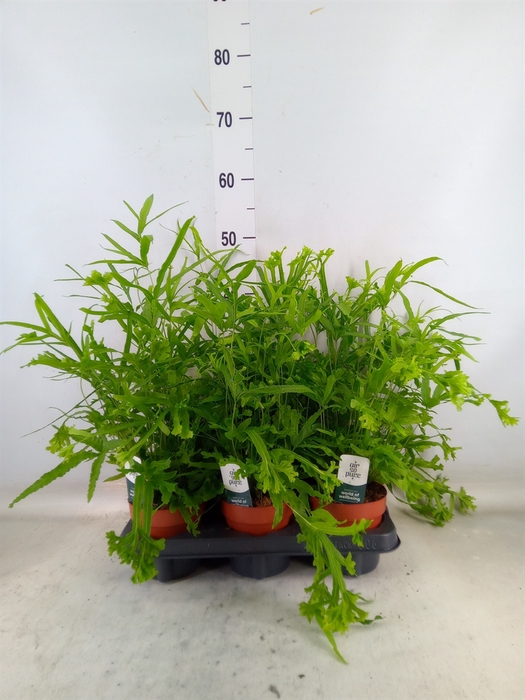<h4>Pteris cretica 'Roeweri'</h4>