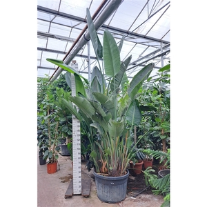 Strelitzia Nicolai bush XXL 400