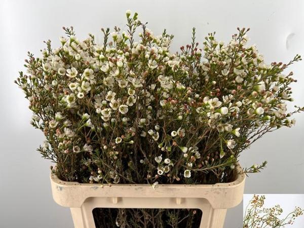 <h4>CHAME MI TAL</h4>