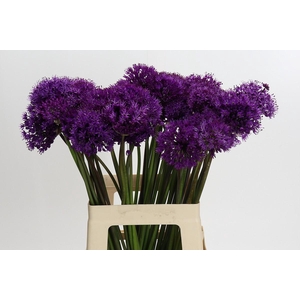 Allium Purple Sensation