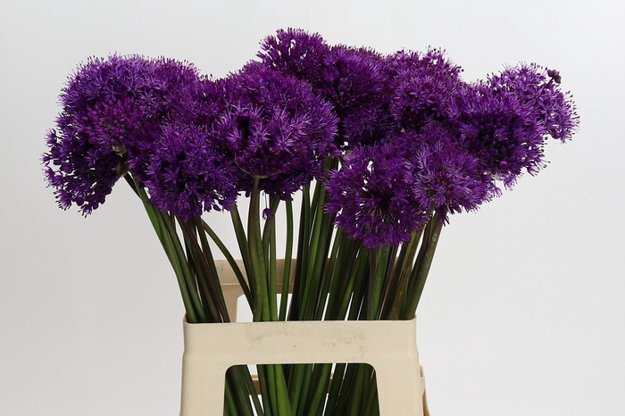 Allium Purple Sensation