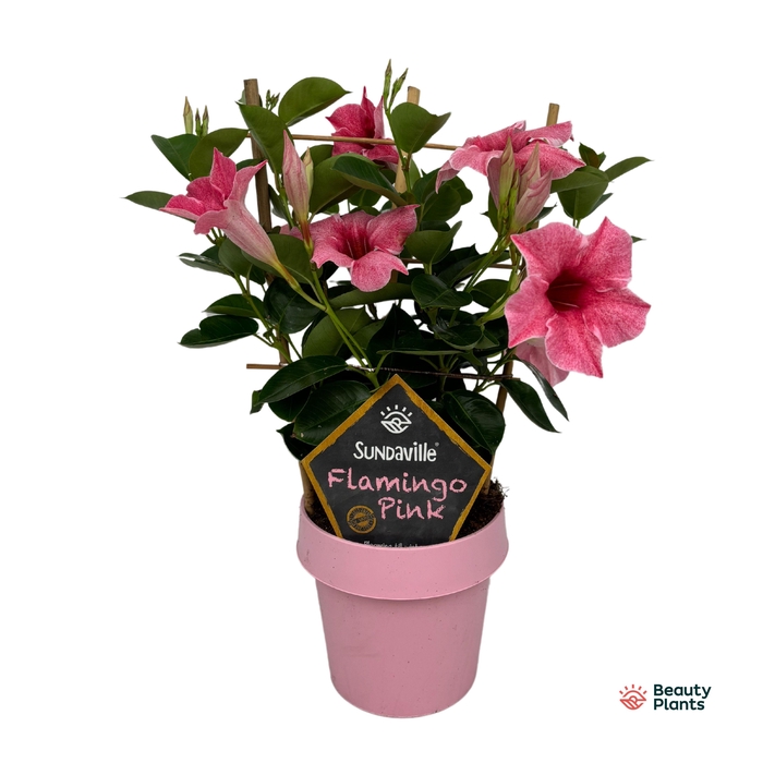 <h4>Mandevilla Sundaville Flamingo Pink op rek (Dipladenia)</h4>
