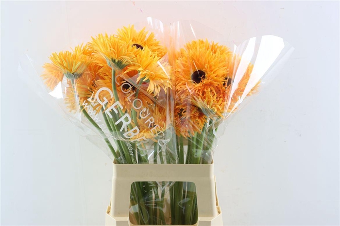 <h4>Ge Gr Spi Bambu</h4>