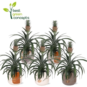 ANANAS OV