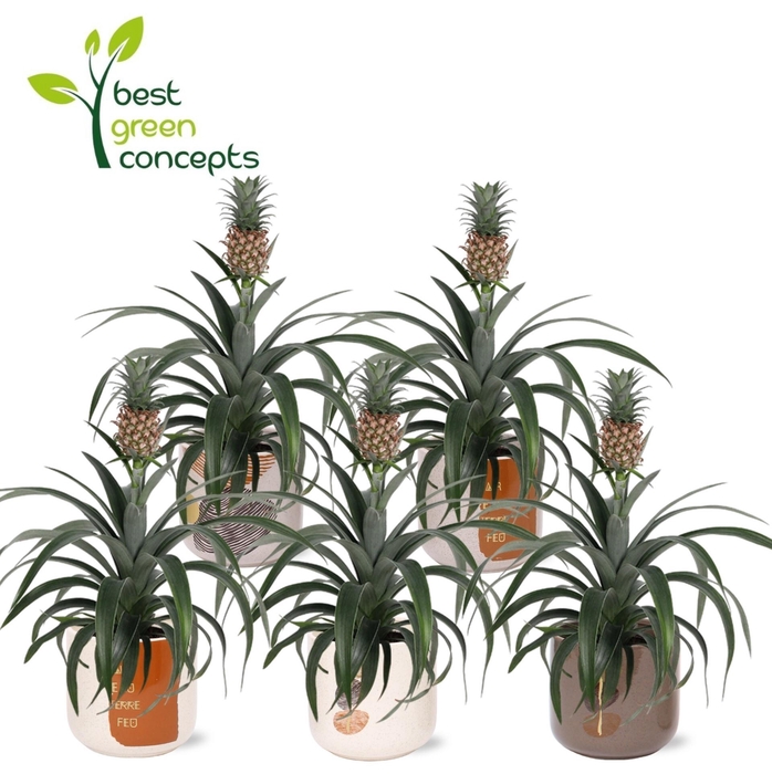 <h4>ANANAS OV</h4>