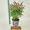 Buddleja Butterfly Candy Little Pin