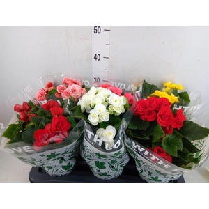 Begonia elat. DU   ...mix