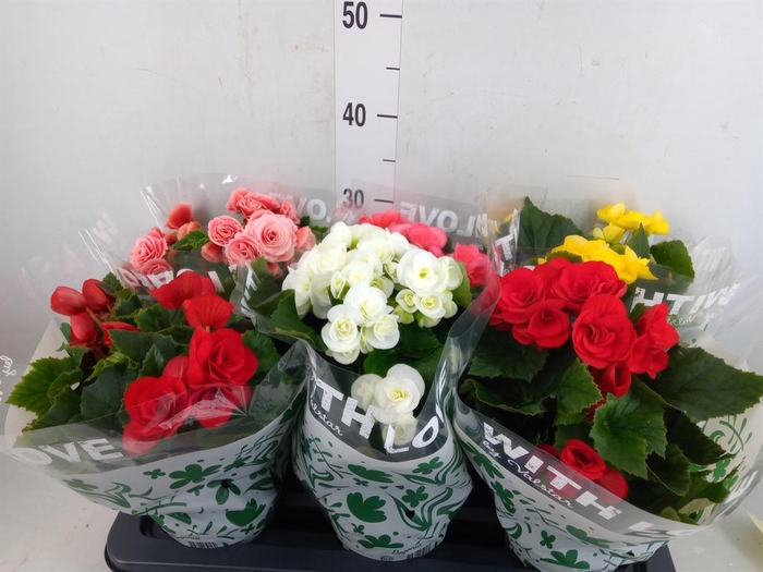 <h4>Begonia elat. DU   ...mix</h4>