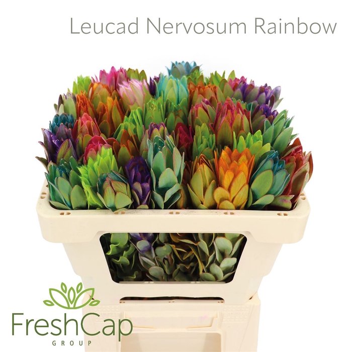 <h4>Leucad Nervosum Rainbow</h4>