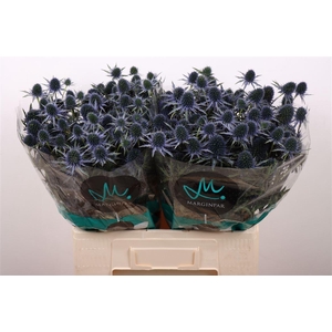 Eryn Perseus Questar