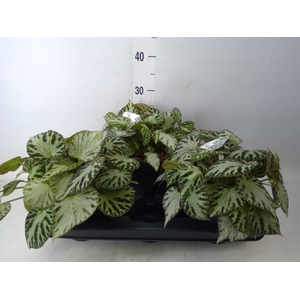 Begonia BD 'Silver Jewell'