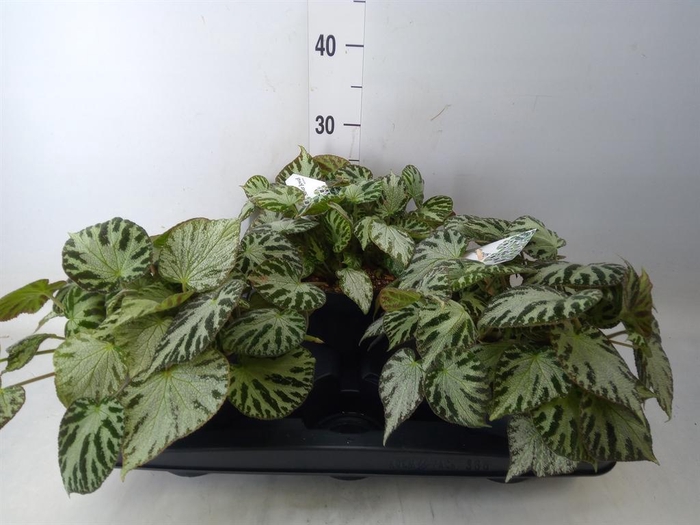 <h4>Begonia BD 'Silver Jewell'</h4>