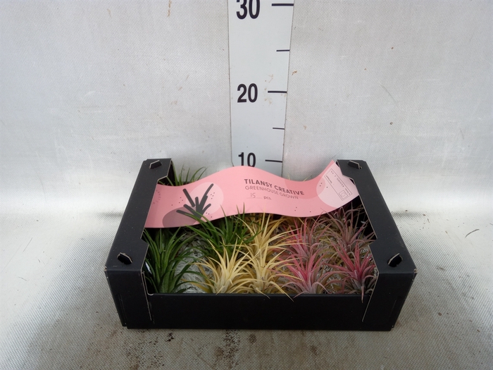 <h4>Tillandsia ionantha</h4>