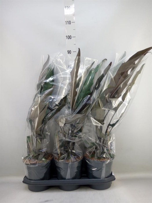 <h4>Alocasia lauterbachiana</h4>