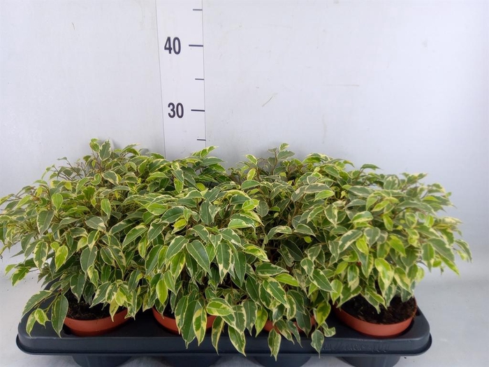 <h4>Ficus benja. 'Kinky'</h4>