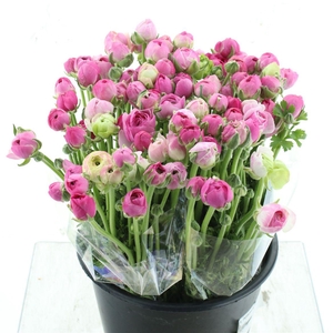 Ran El Porcelaine Extra