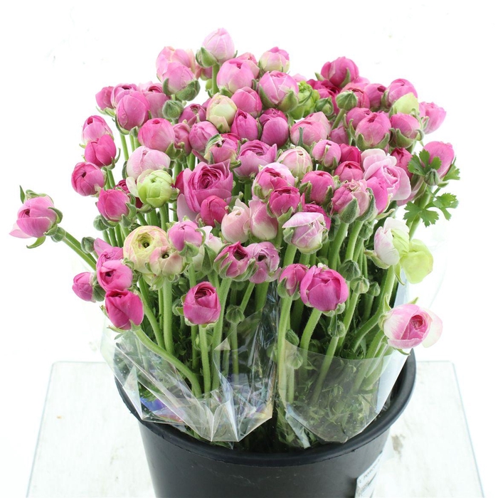 <h4>Ran El Porcelaine Extra</h4>