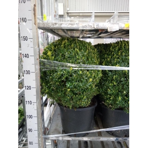 Buxus semp.   ...