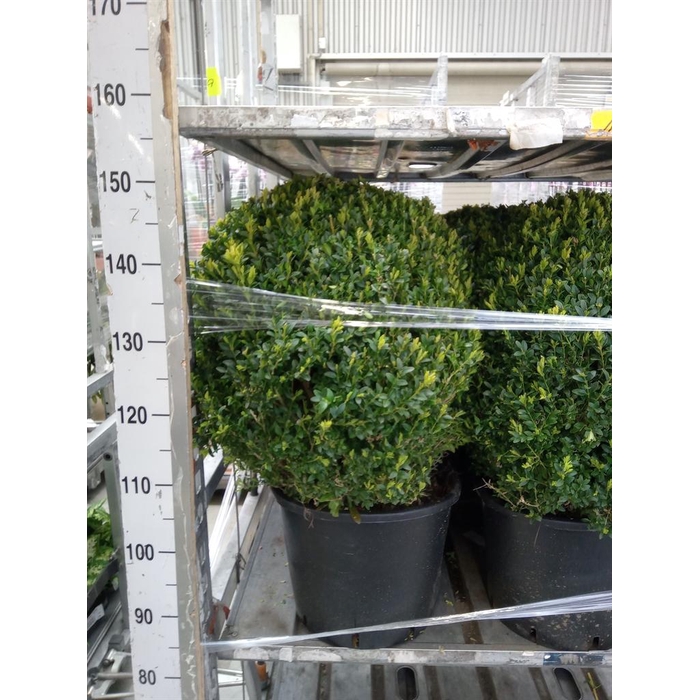 <h4>Buxus semp.   ...</h4>