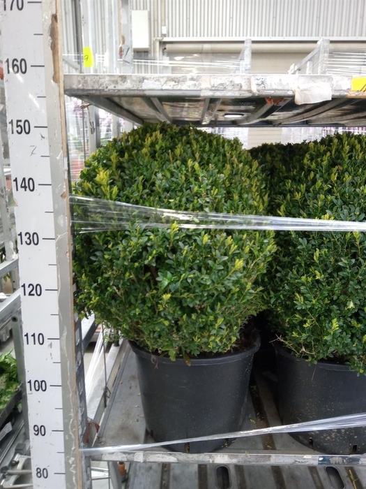 <h4>Buxus semp.   ...</h4>