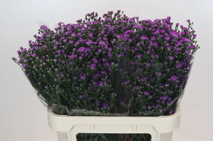 <h4>Aster Baby Pink</h4>