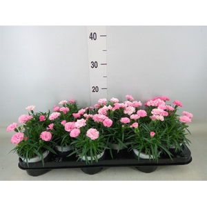 Dianthus  'I Love U'