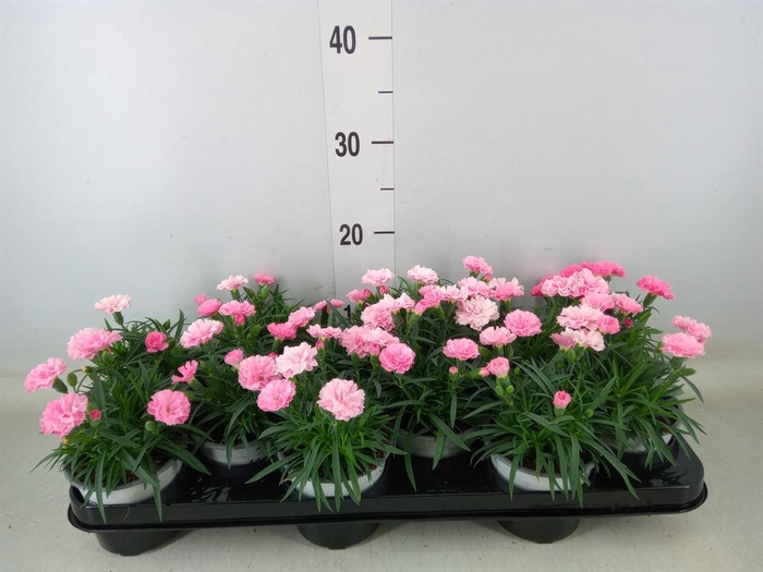 <h4>Dianthus 'I Love U'</h4>